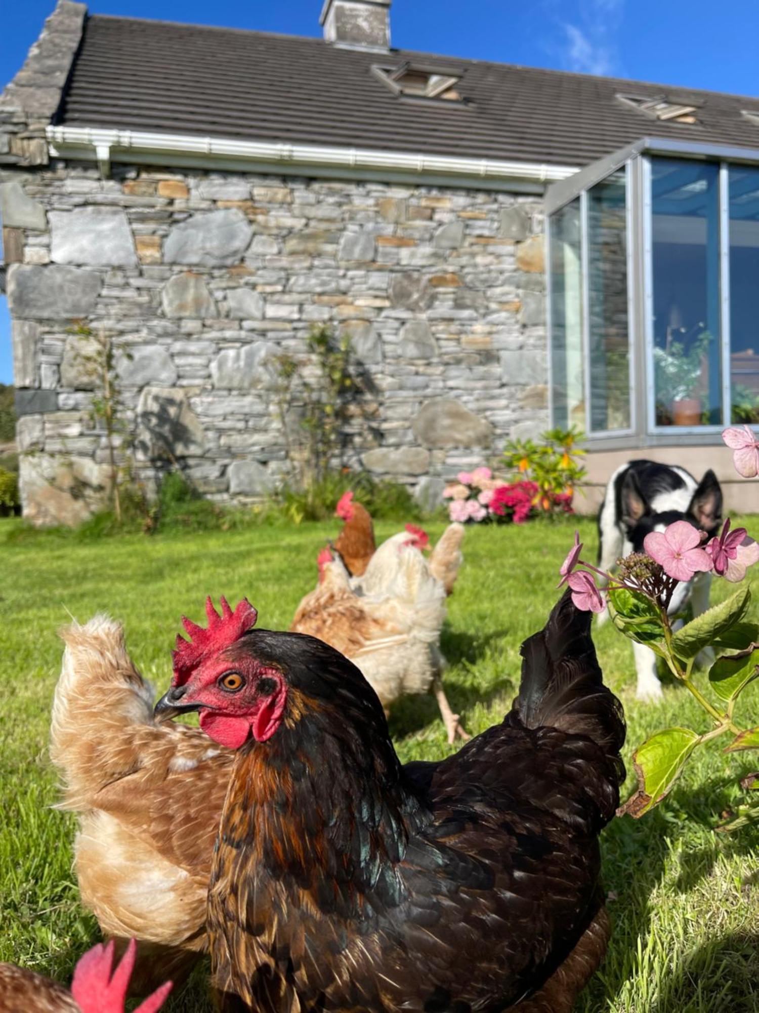 Shanakeever Farm - 3 Bedroom Apartment Clifden Exterior foto